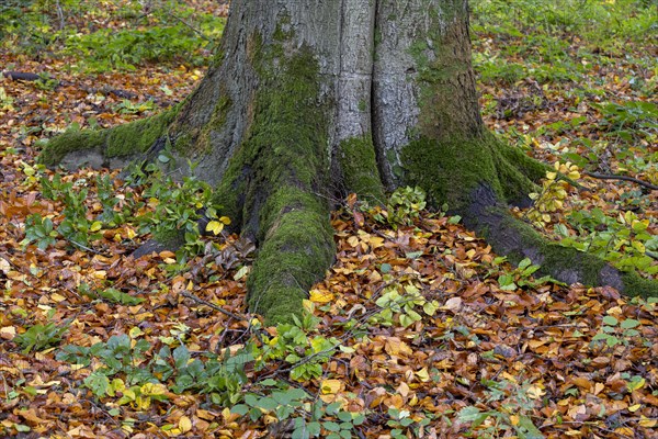 Beech root