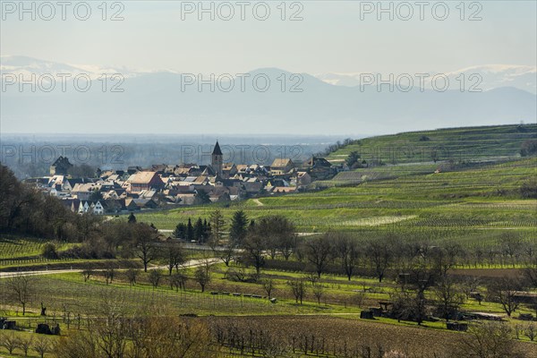 Vineyards in spring