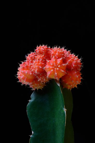 Grafted cactus