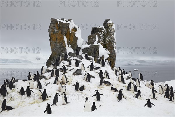 Chinstrap Penguin