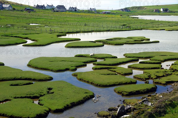 Waterfowl in a tidal landscape with small islands