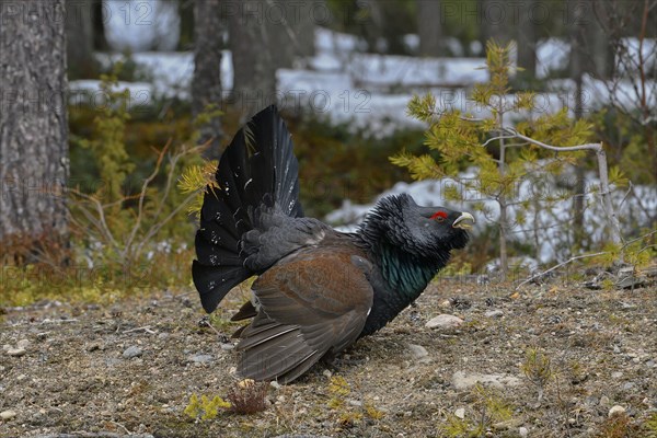 Western capercaillie