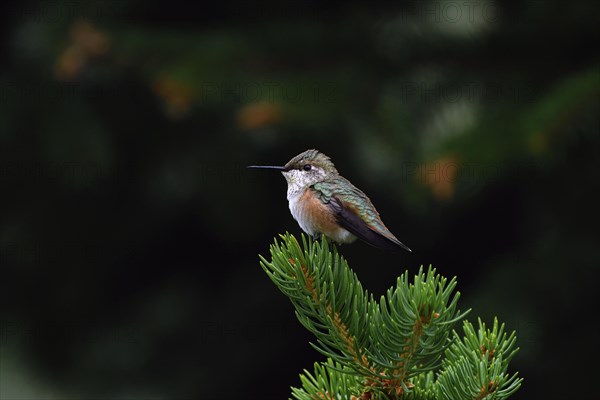 Red-backed Cinnamon Hummingbird