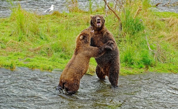 Two coastal brown bears