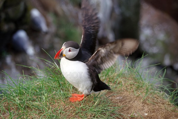 Puffin