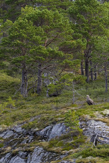 White-tailed eagle