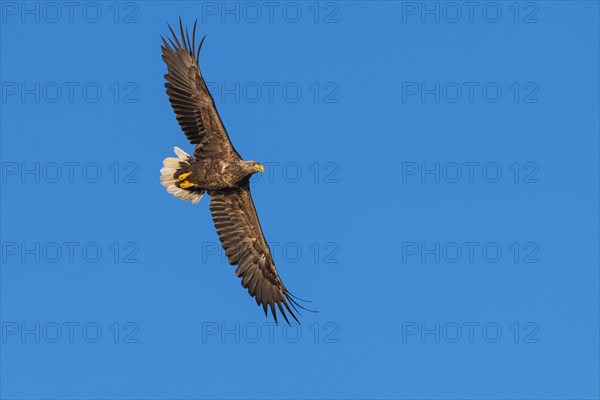 White-tailed eagle