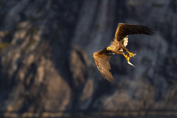 White-tailed eagle