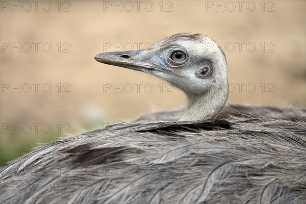 Greater rhea