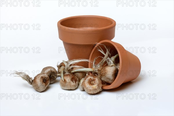 Bulbs of the saffron crocus