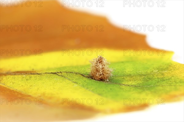 Small beech leaf gall midge