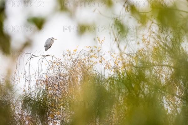 Grey heron