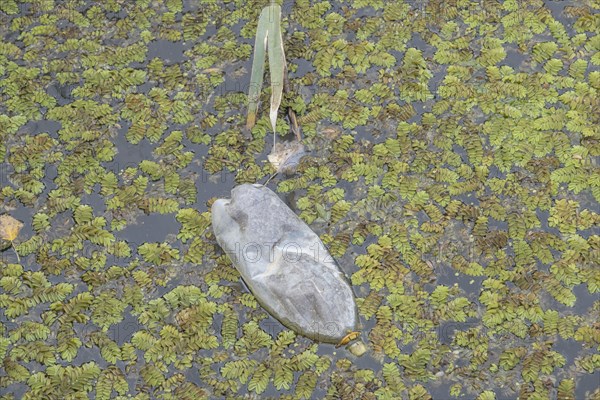Plastic bottles swims on Floating Watermoss