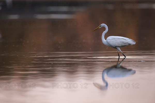 Great egret