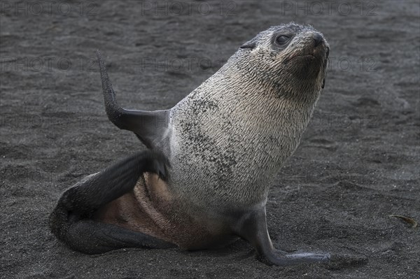 Antarctic fur seal