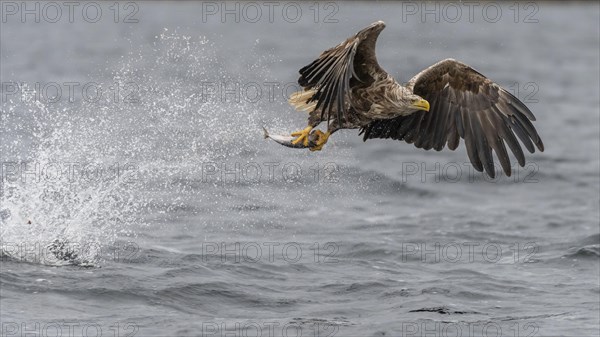 White-tailed eagle