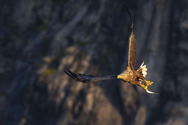 White-tailed eagle