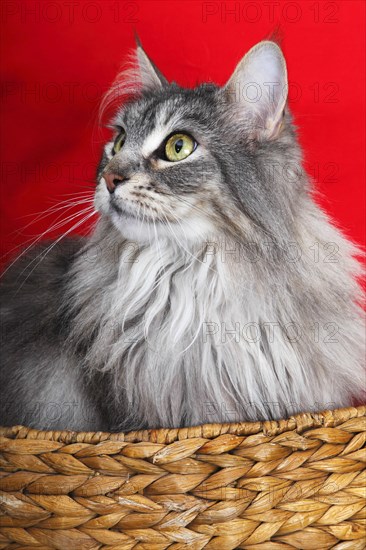 Maine coon cat