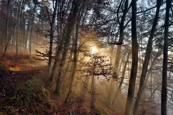 Forest path in beech forest