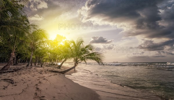 Lonely coconut palm tree on a Pearl beach near village of Deshaies