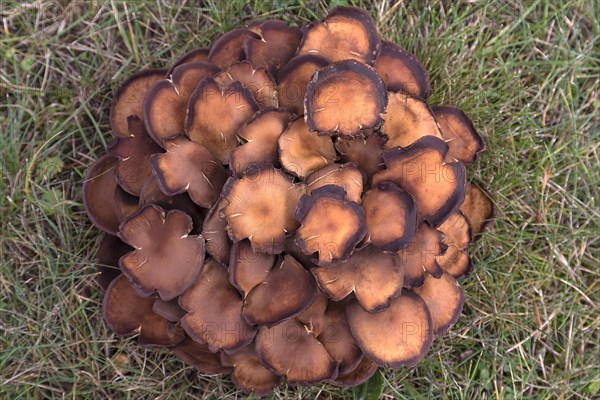 Withered sulphur tufts