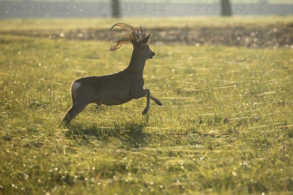 European roe deer