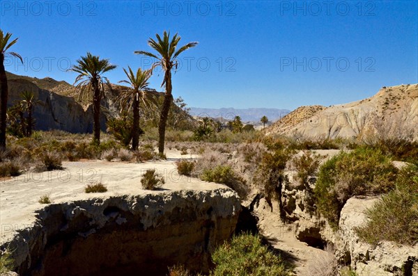 Palm trees in Tabernas desert