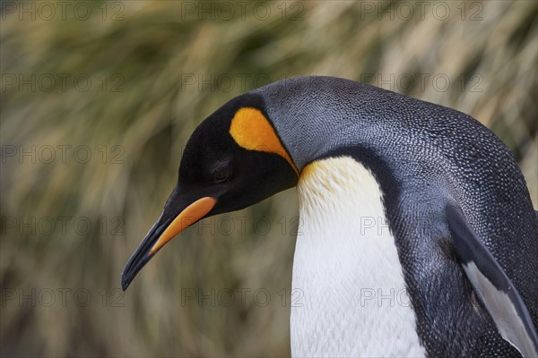 King penguin