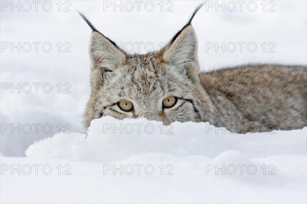 Eurasian lynx