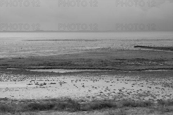 Migratory birds on the North Sea coast