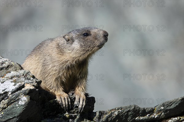 Alpine marmot