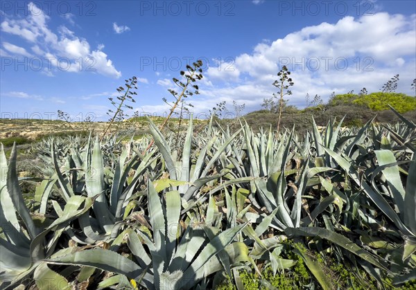 Wild growing century plants