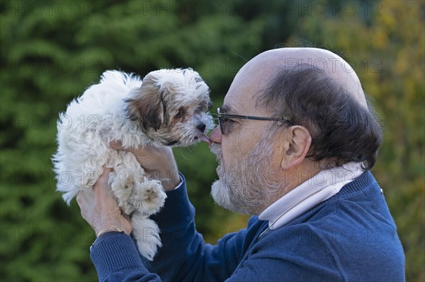 Bolonka Zwetna puppy licking its master