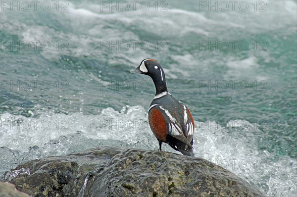 Harlequin duck