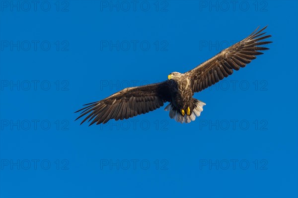 White-tailed eagle