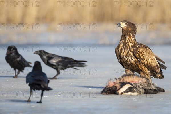 Young white-tailed eagle