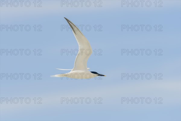 Sandwich tern