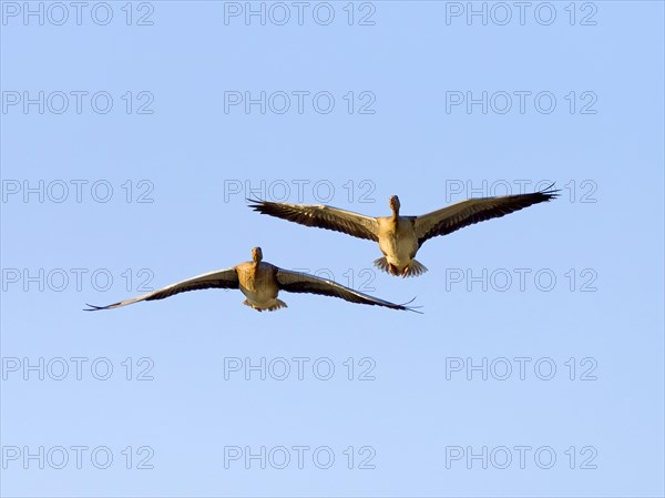 Greylag geese