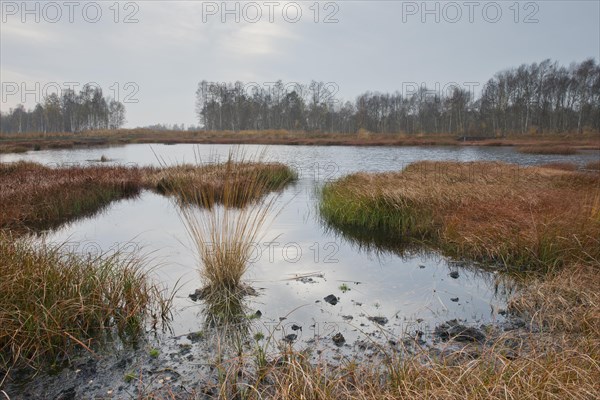 Autumn bog with narrow-leaved common cottongrass