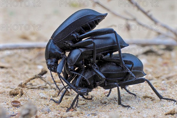 Three dung beetles on top of each other