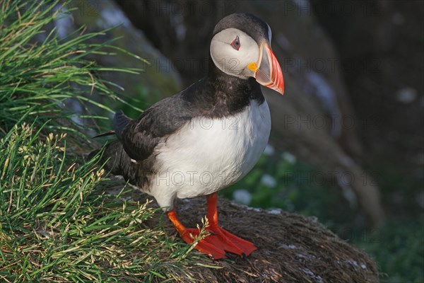 Puffin