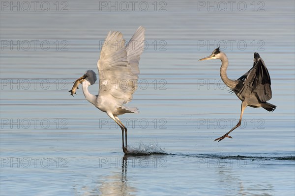 Grey heron