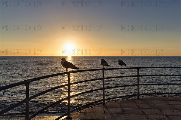 Three seagulls on a railing