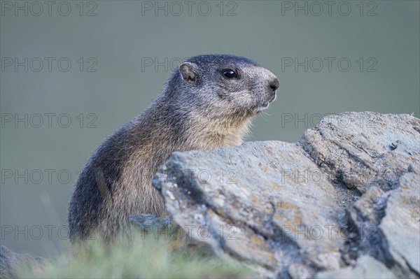 Alpine marmot