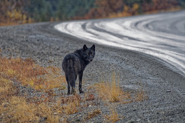 Gray wolf