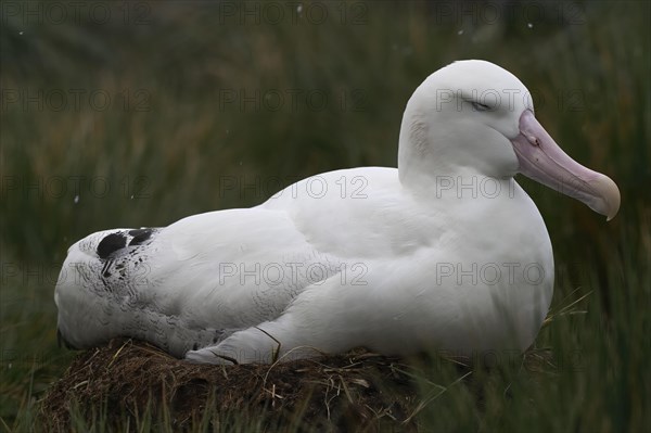 Wandering albatross