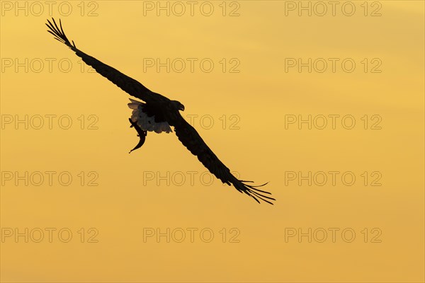 White-tailed eagle