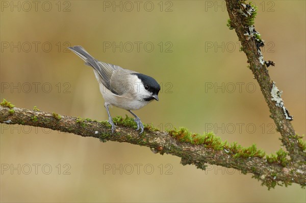 Willow tit