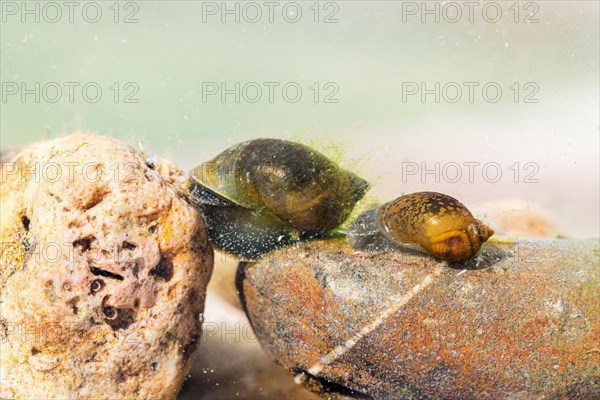 Two bladder snails