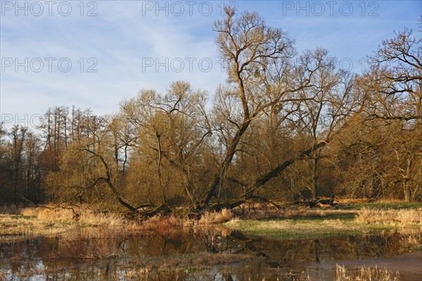 Dammed meadow with pasture in floodplain forest